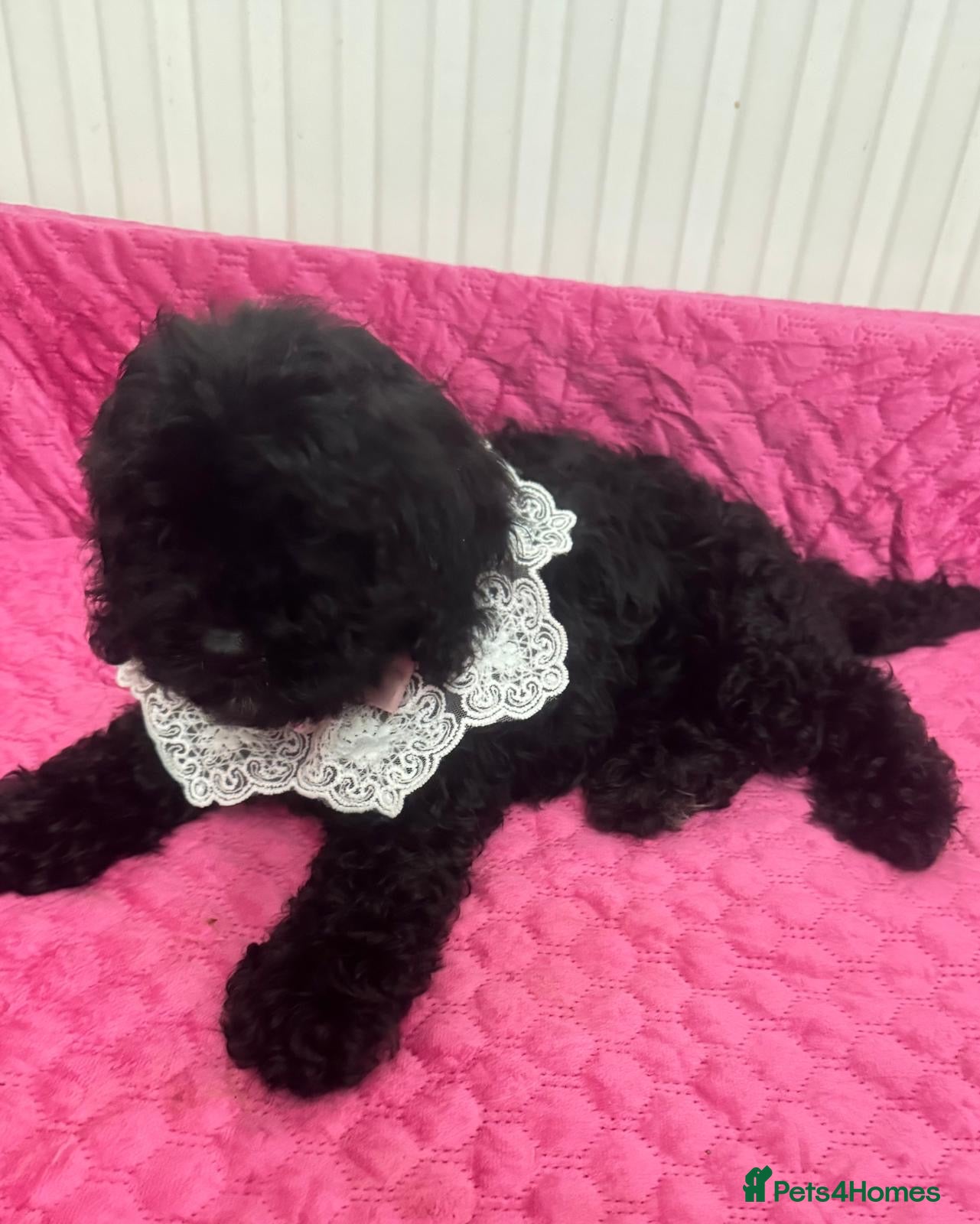 Cavapoo dogs F1 Cavapoos  - Advert 1
