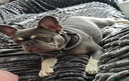 French Bulldog dogs for sale: Femal French bulldog - Image 2
