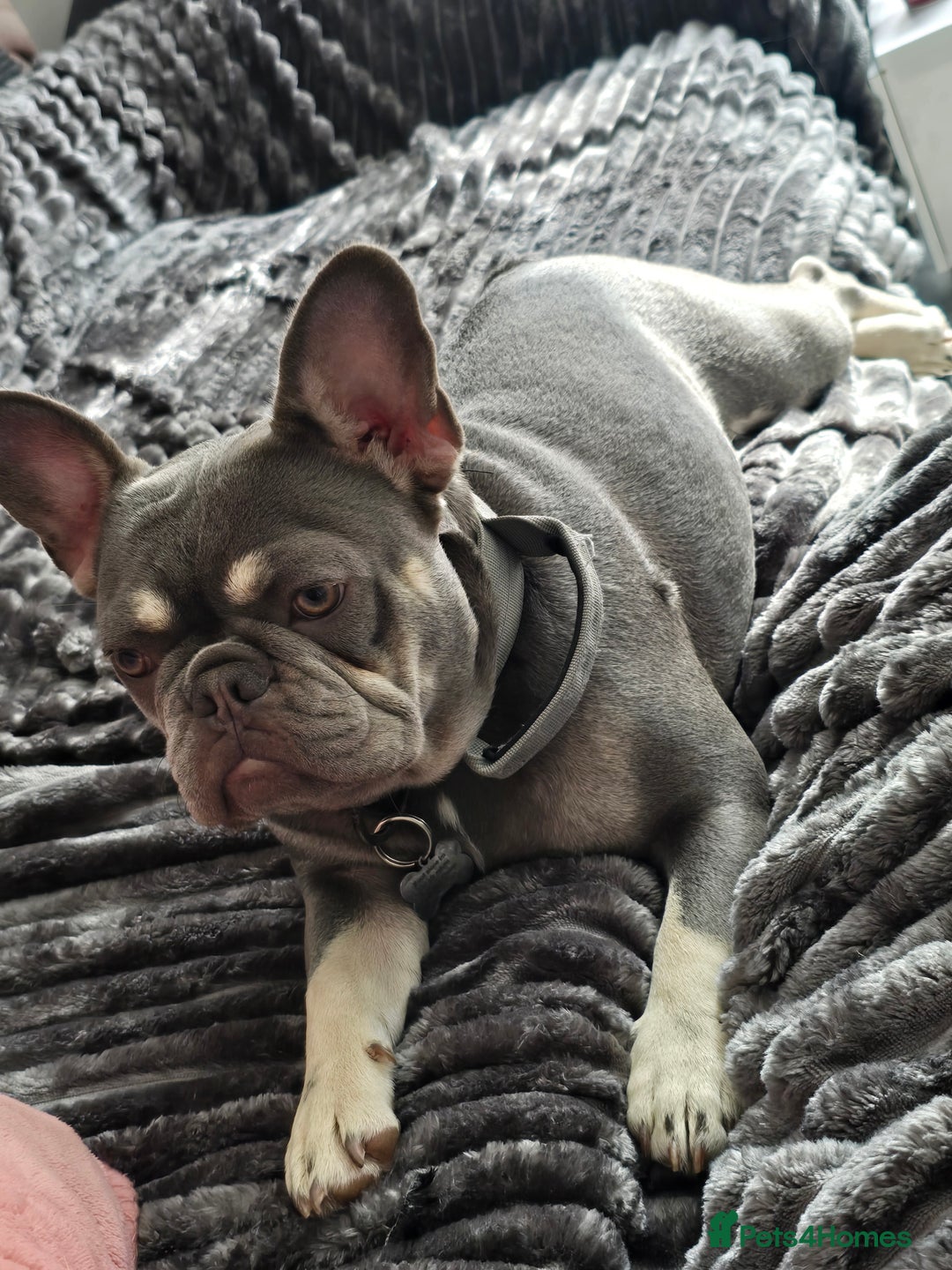 French Bulldog dogs for sale: Femal French bulldog - Image 2