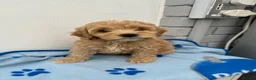 Cockapoo dogs for sale: Toy Cockapoo puppies READY NOW! - Advert 19
