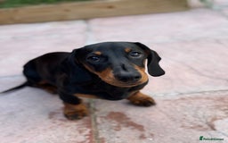 Dachshund dogs for sale: Dexter & Bruno - Image 2