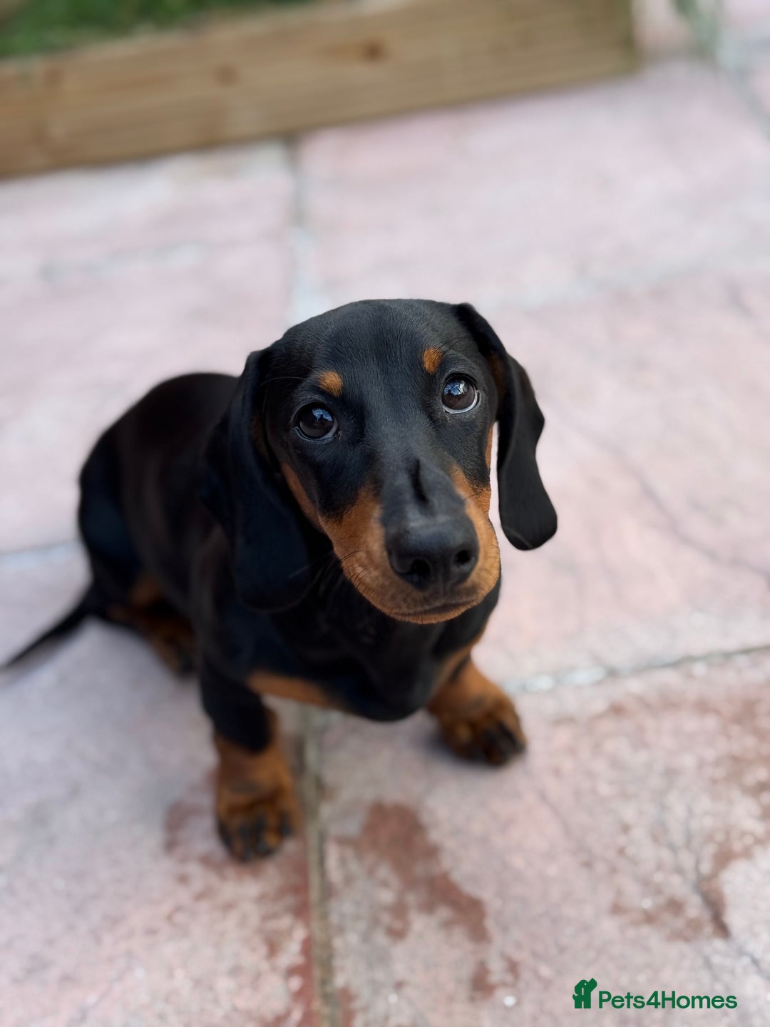 Dachshund dogs for sale: Dexter & Bruno - Image 2