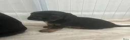 Mixed Breed dogs for sale: BEAUTIFUL TRI PUPS🫶🏽 - Advert 12
