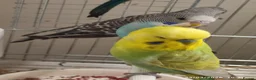 Budgerigars birds for sale: Budgies  in London - Advert 12