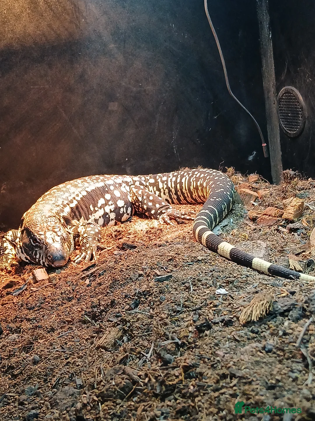 Lizard reptiles for sale: Tegu. - Advert 3