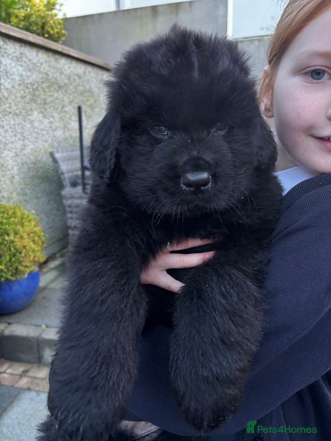 Newfoundland dogs for sale: Chunky Newfoundland puppies - Advert 6