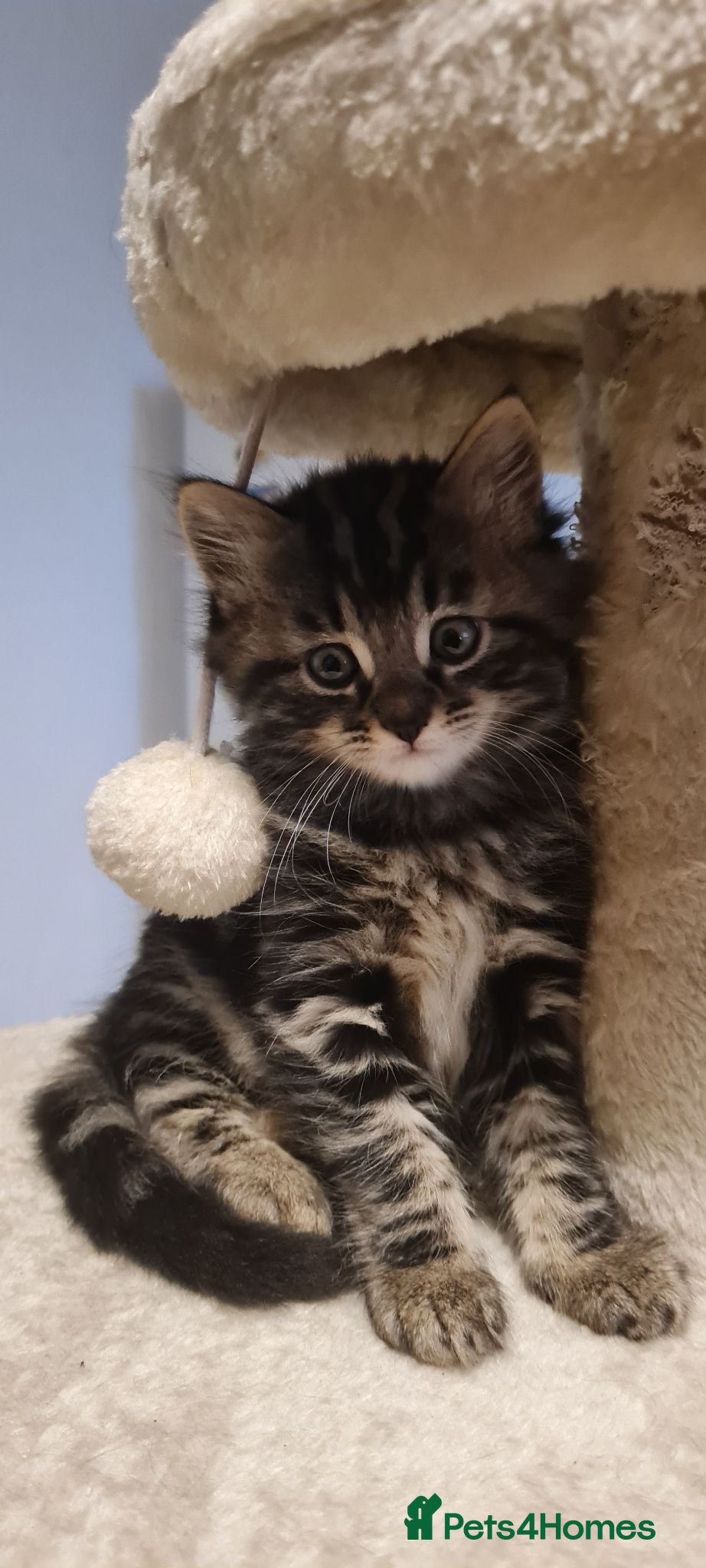 Mixed Breed cats 3 cute kittens (male) - Advert 1