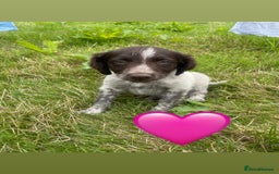 Sprollie dogs for sale: Sprollie Pups - Image 7
