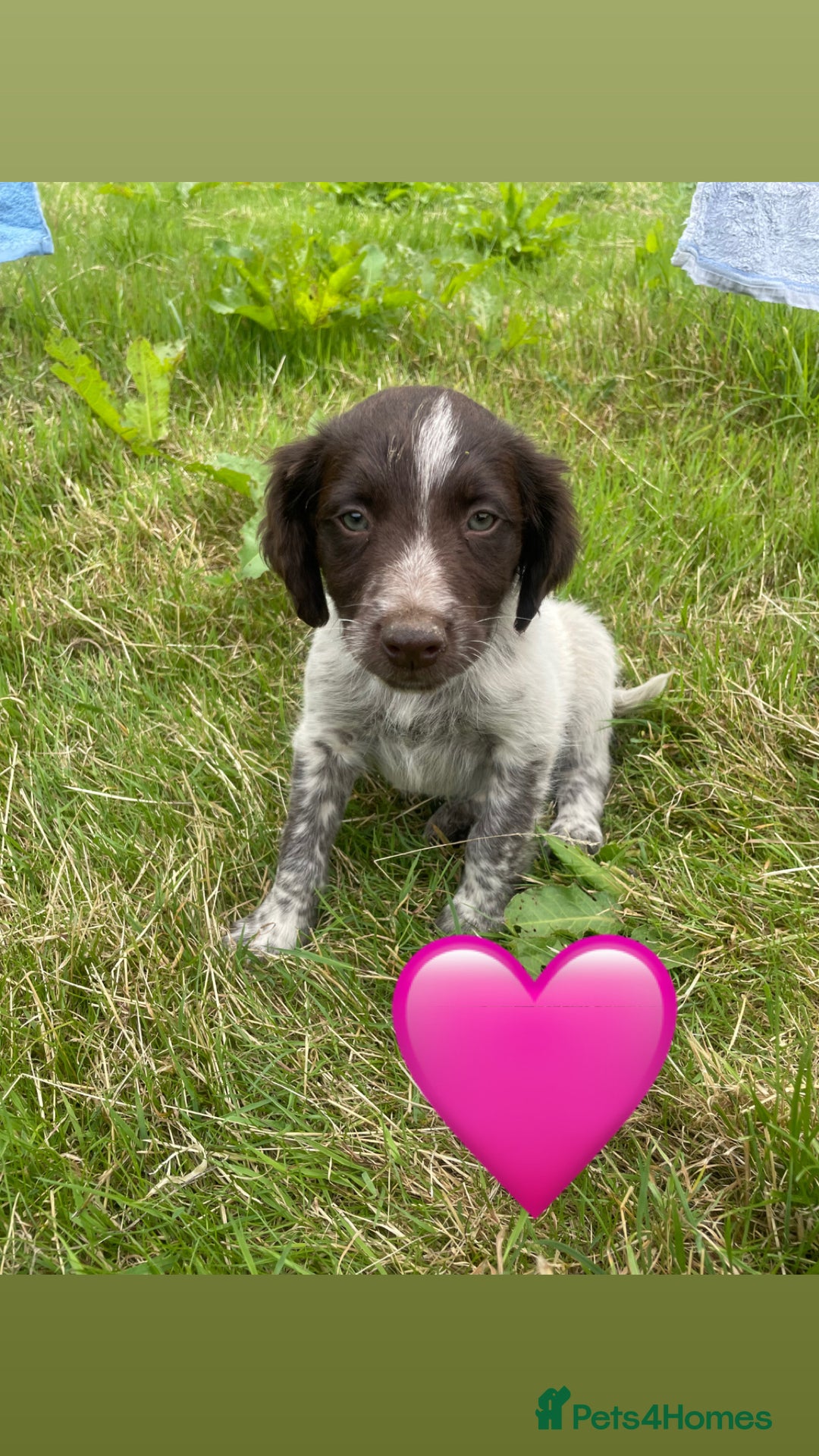 Sprollie dogs for sale: Sprollie Pups - Image 7