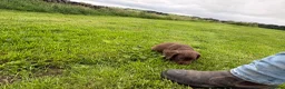 Sprocker dogs for sale: F1 sprocker puppies - Advert 7