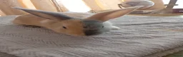 Mixed Breed rabbits for sale: RARE COLOURS - Beautiful baby rabbits  in Eastbourne - Advert 1