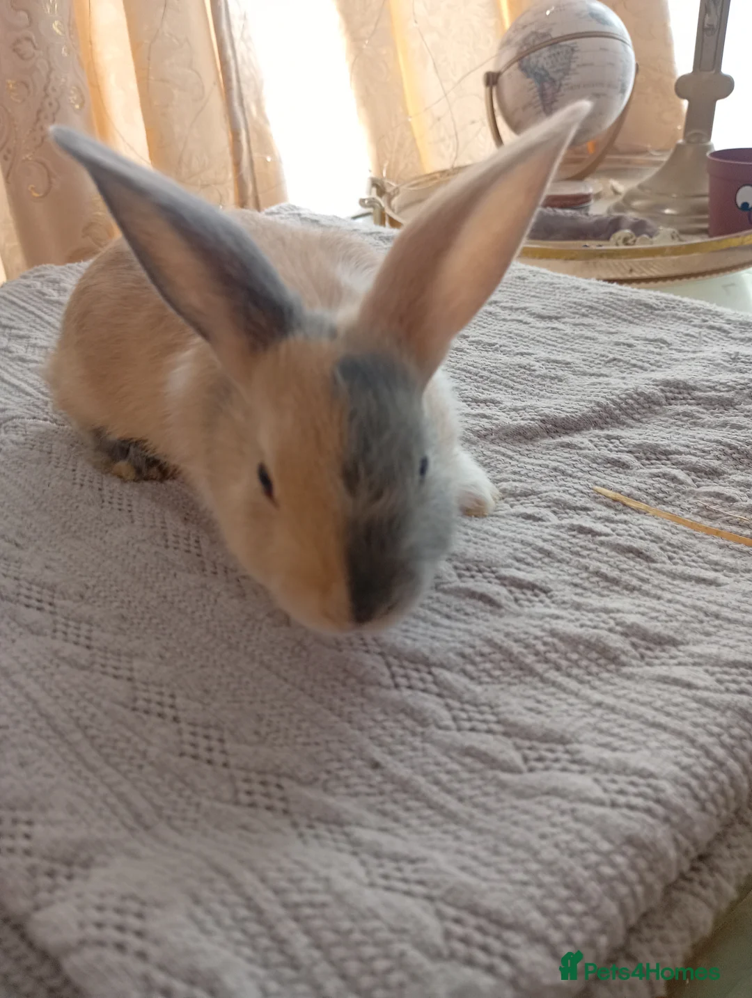 Mixed Breed rabbits for sale: RARE COLOURS - Beautiful baby rabbits  in Eastbourne - Advert 1