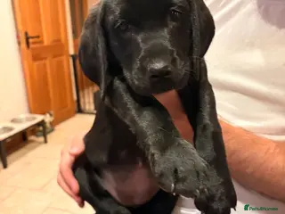 Labrador Retriever dogs Stunning KC Black Labrador Puppies- 2 boys/1 girl - Advert 1