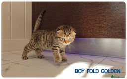 Scottish Fold cats for sale: Scottish Fold Kittens (Delivery available) - Image 11