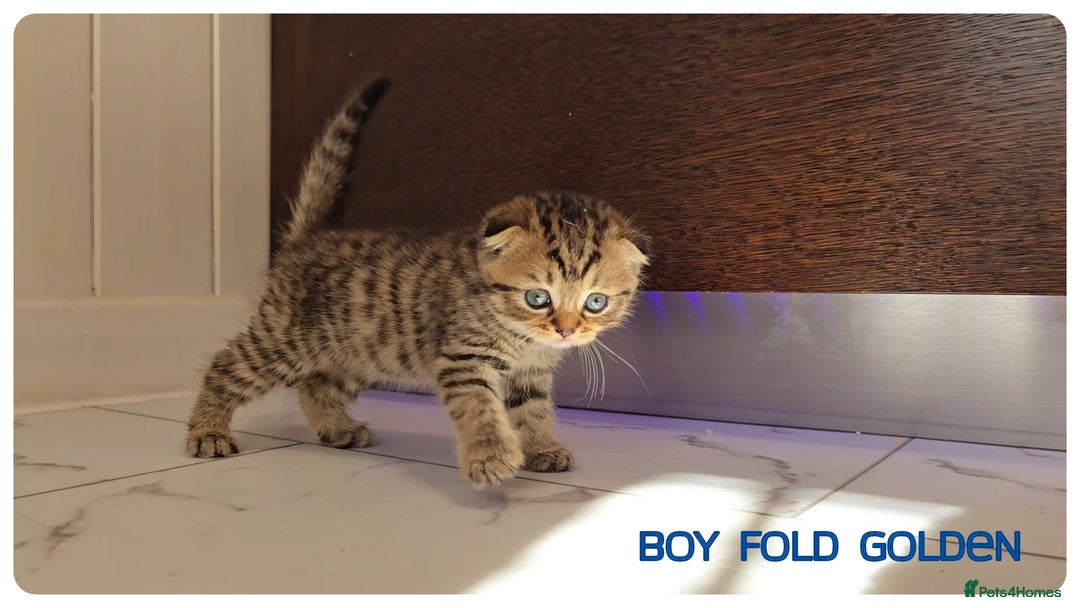 Scottish Fold cats for sale: Scottish Fold Kittens (Delivery available) - Image 11
