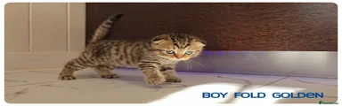 Scottish Fold Boy Golden