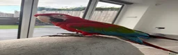 Parrots birds for sale: Greenwing Macaw - Advert 15
