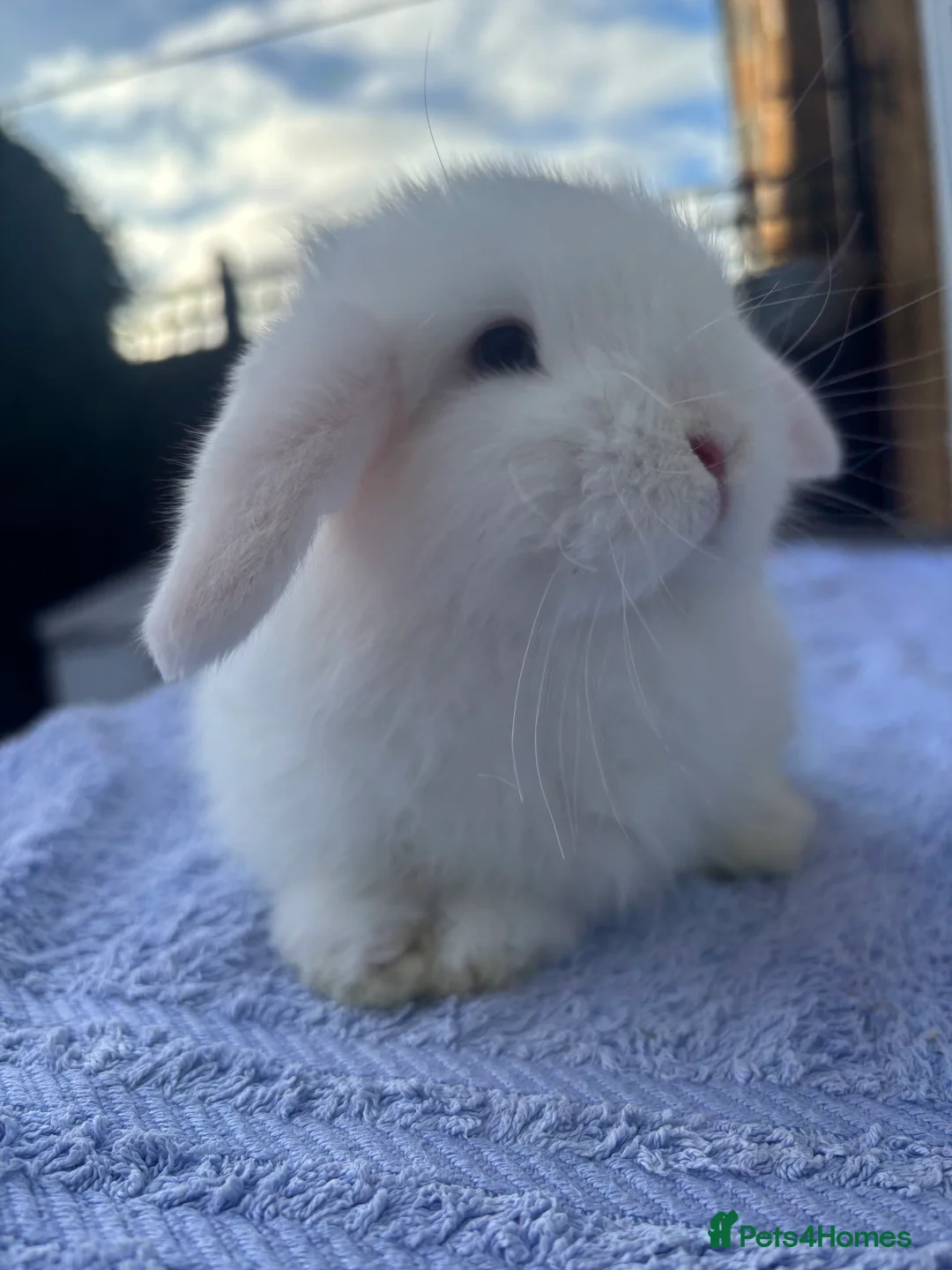 Mini Lop rabbits for sale: Adorable Pure Bred Baby Mini Lops - Advert 2