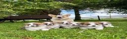 Welsh Corgi Pembroke dogs for sale:  Pembrokeshire Corgi Puppies for sale!🏡 - Advert 17