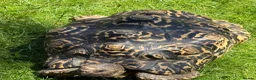 Tortoise reptiles for sale: Leopard tortoise - Advert 3