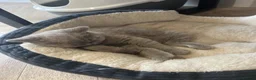 British Shorthair cats for sale: Bsh British short hair grey boy  - Advert 5