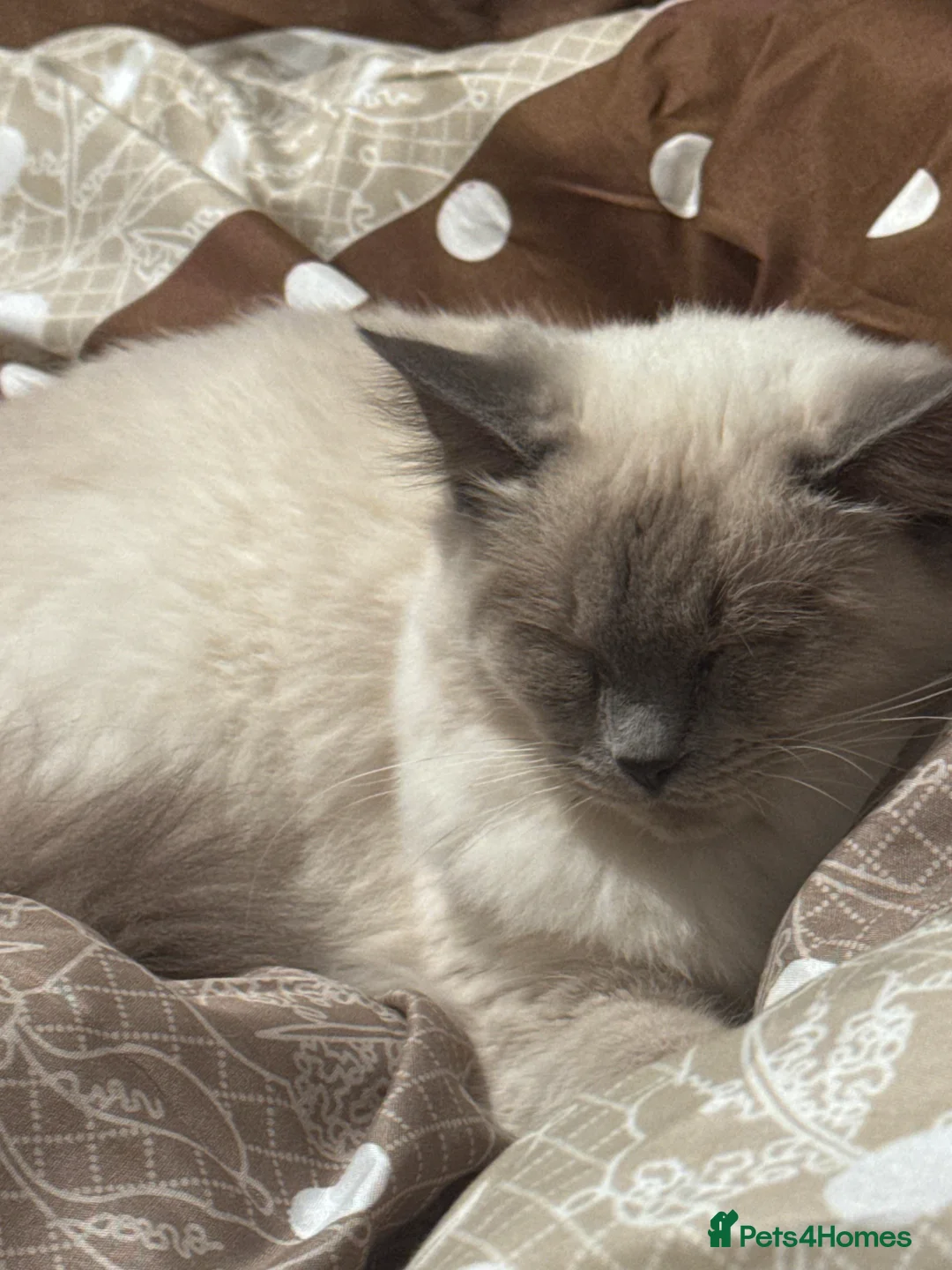 Ragdoll cats for sale: Playful Goregous Baby Ragdoll Kittens - Advert 4