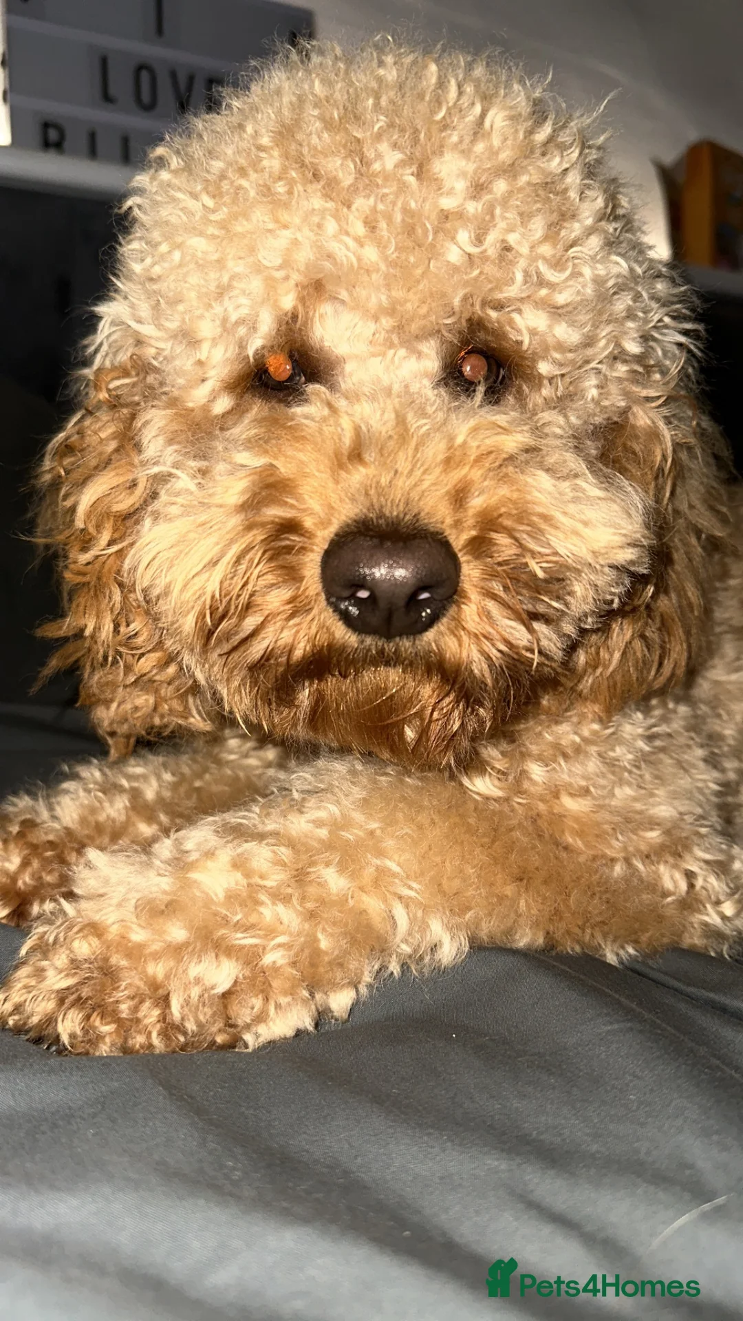 Cockapoo dogs for stud: Kc registered stud . Cockapoo 2 years old not 1.  in Egham - Advert 2