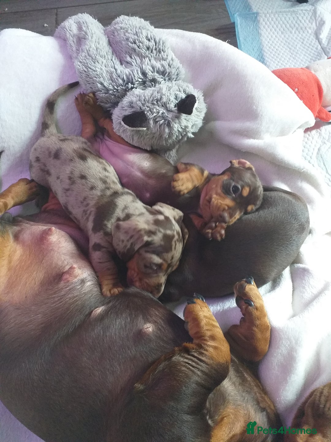 Dachshund dogs for sale: Quality miniture dachshund forSale Ready now  - Image 13