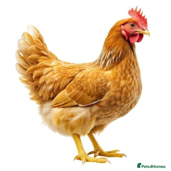 Chickens poultry Stock reduction - Advert 2