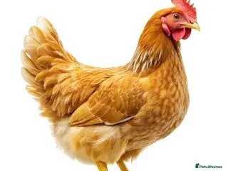 Chickens poultry Stock reduction - Advert 2