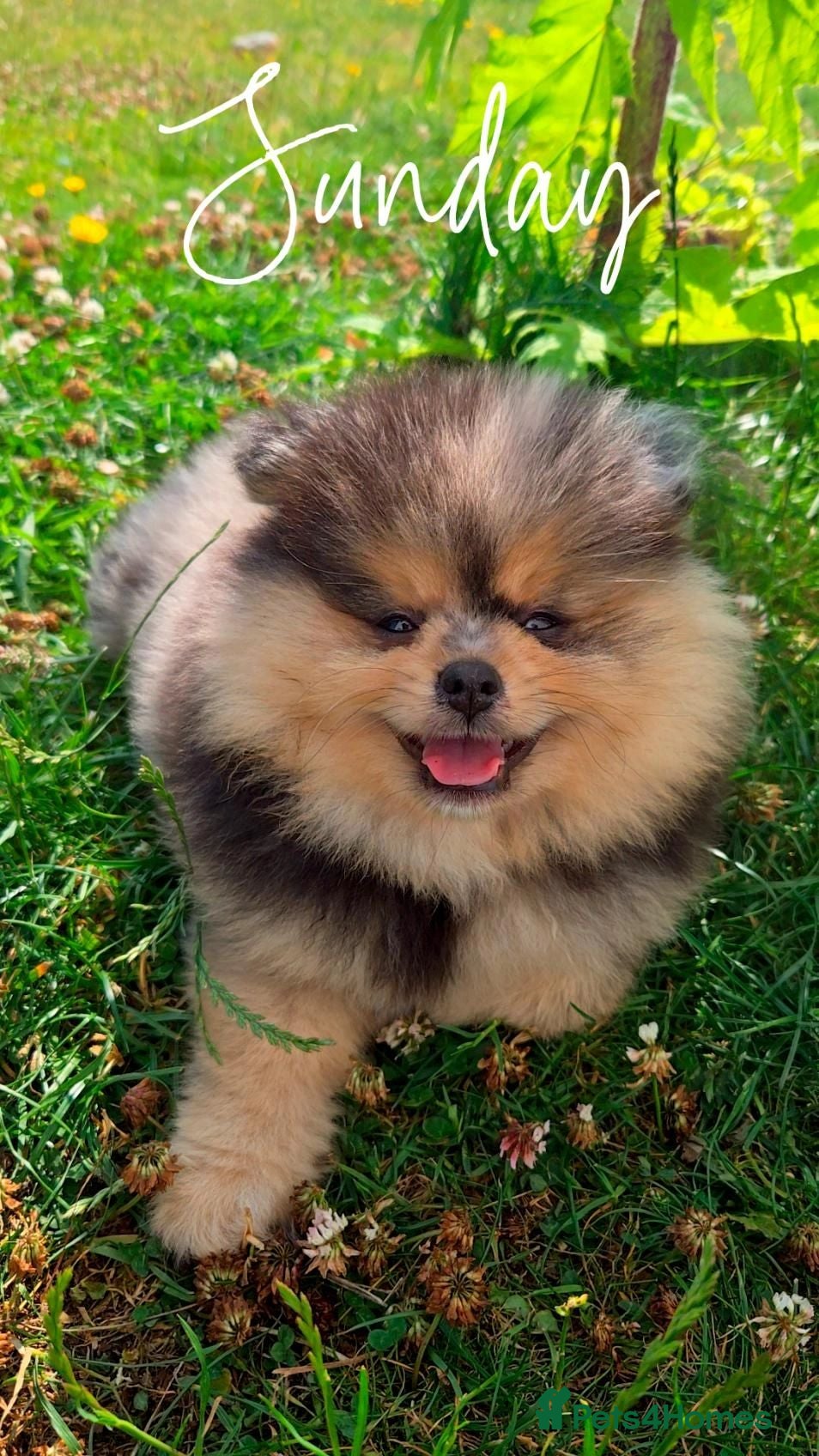 Pomeranian dogs Pomeranian puppy - Advert 4