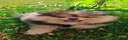 Pomeranian dogs for sale: Pomeranian puppy in Edinburgh - Advert 2