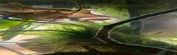 Platies fish for sale: Free Platies and Barbs - Advert 4