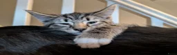 Mixed Breed cats for sale: Beautiful mixed breed Kittens  - Advert 11