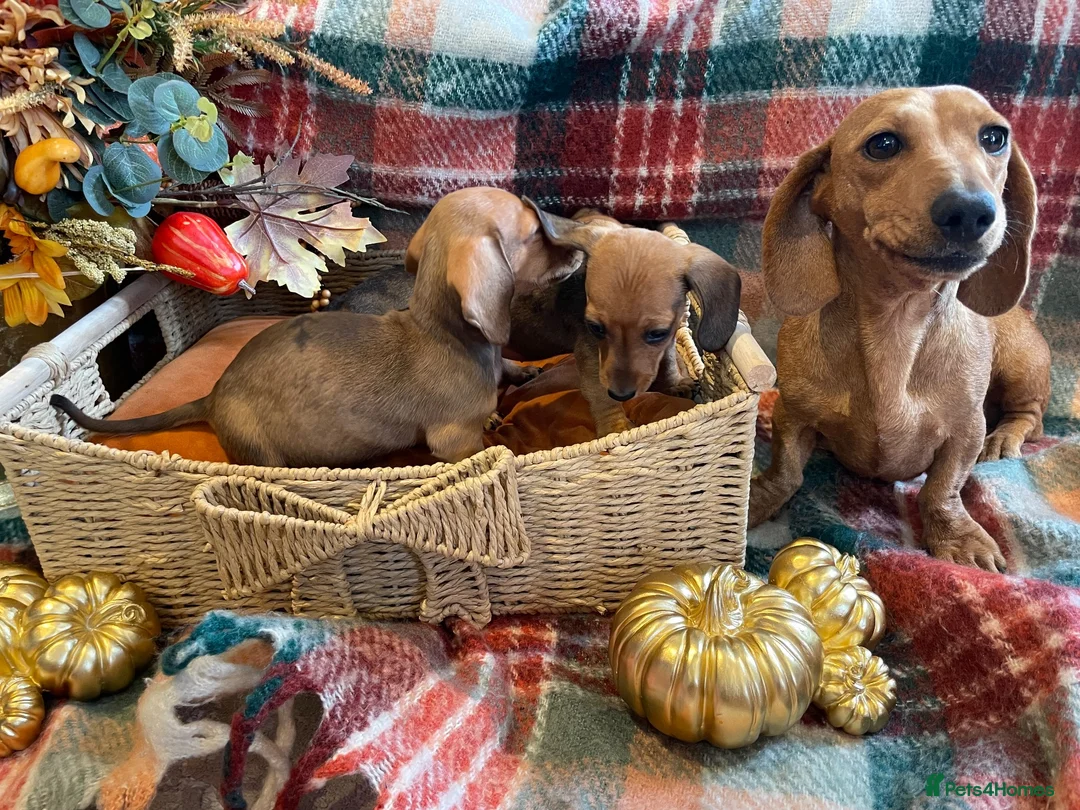 Miniature Dachshund dogs for sale: Red dachshund puppies  - Advert 1