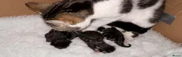 Mixed Breed cats for sale: Four beautiful kittens ready now  - Advert 11