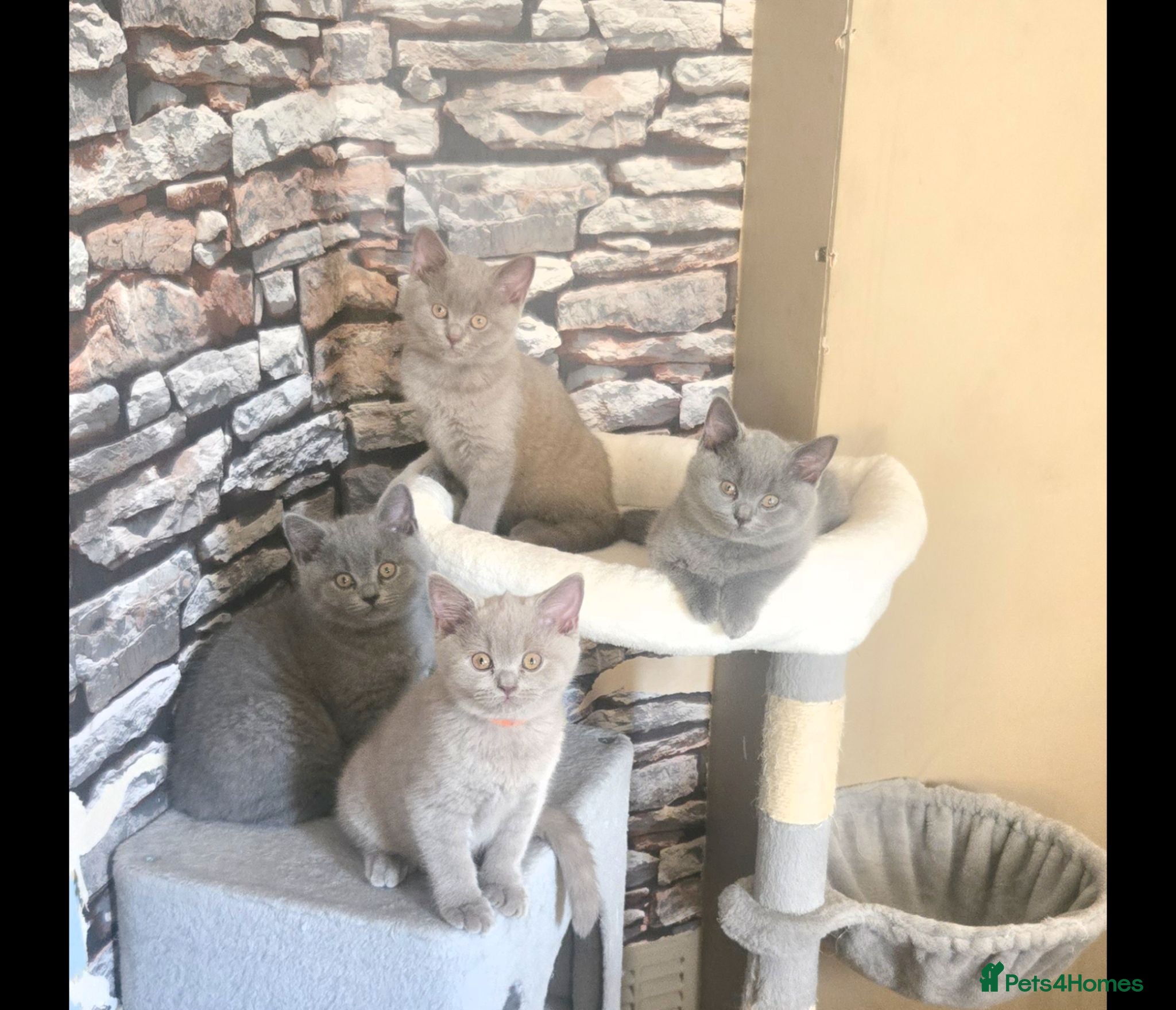 British Shorthair cats Kittens British Shorthairs - Advert 5