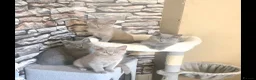 British Shorthair cats for sale: Kittens British Shorthairs in Peterborough - Advert 9