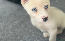 Siberian Husky dogs for sale: Puppy for sale bradford - Image 3