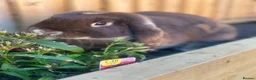 Mini Lop rabbits for sale: Gorgeous mini lop sisters in Wigan - Advert 8