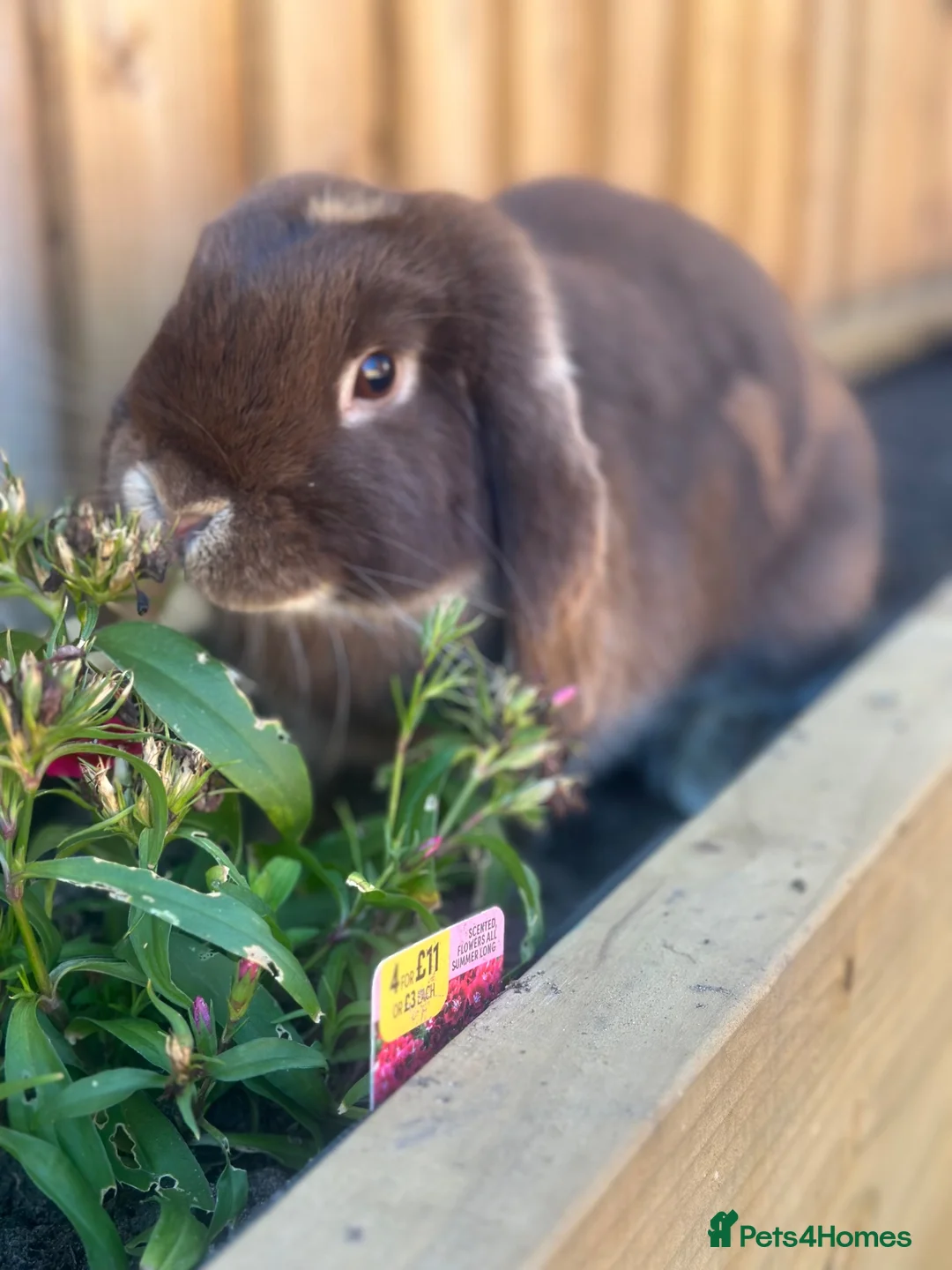 Mini Lop rabbits for sale: Gorgeous mini lop sisters in Wigan - Advert 8