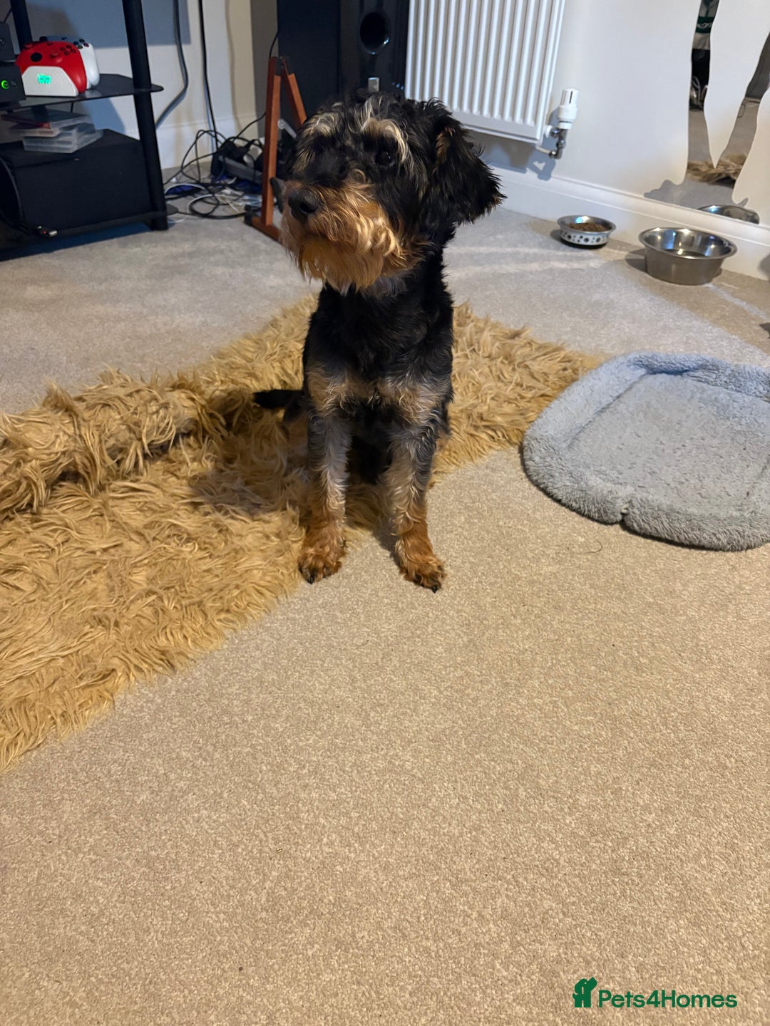 Mixed Breed dogs for sale: Schnoodle - Image 2