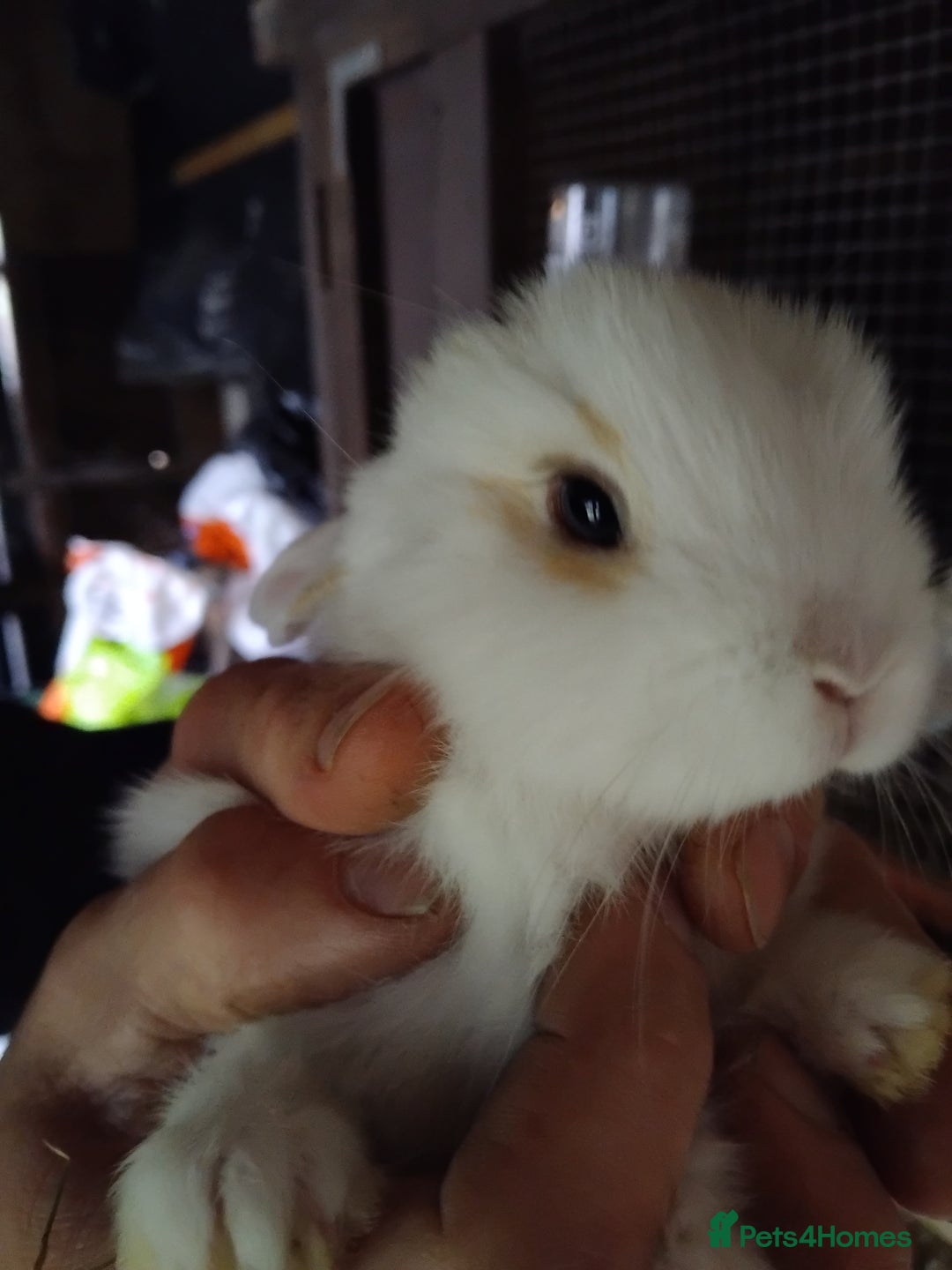 Mini Lop rabbits for sale: Mini baby lops - Advert 6