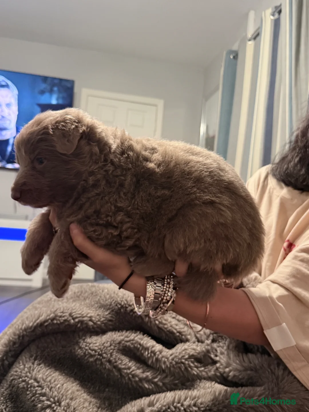 German Shepherd dogs for sale: isabella and blue dm clear pups  - Advert 28