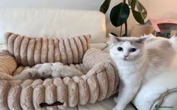 Ragdoll cats for sale: Ragdoll kittens - Image 1