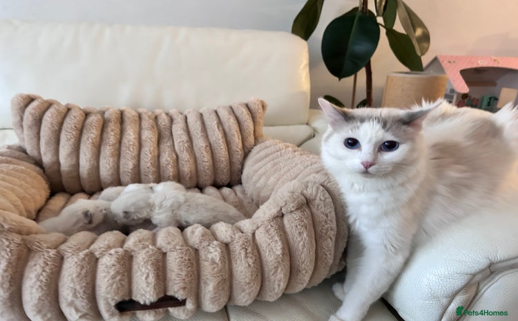 Ragdoll cats - Advert 12