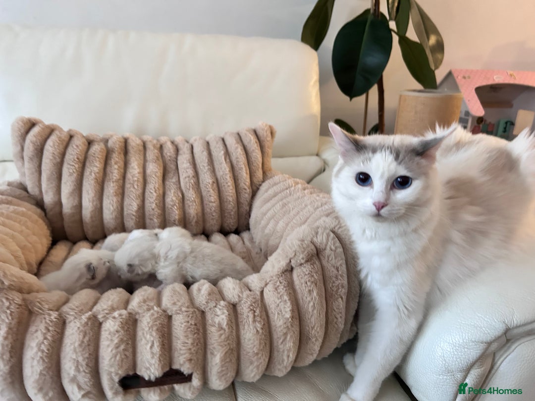 Ragdoll cats for sale: Ragdoll kittens - Image 1