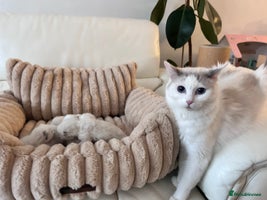 Ragdoll cats - Advert 2