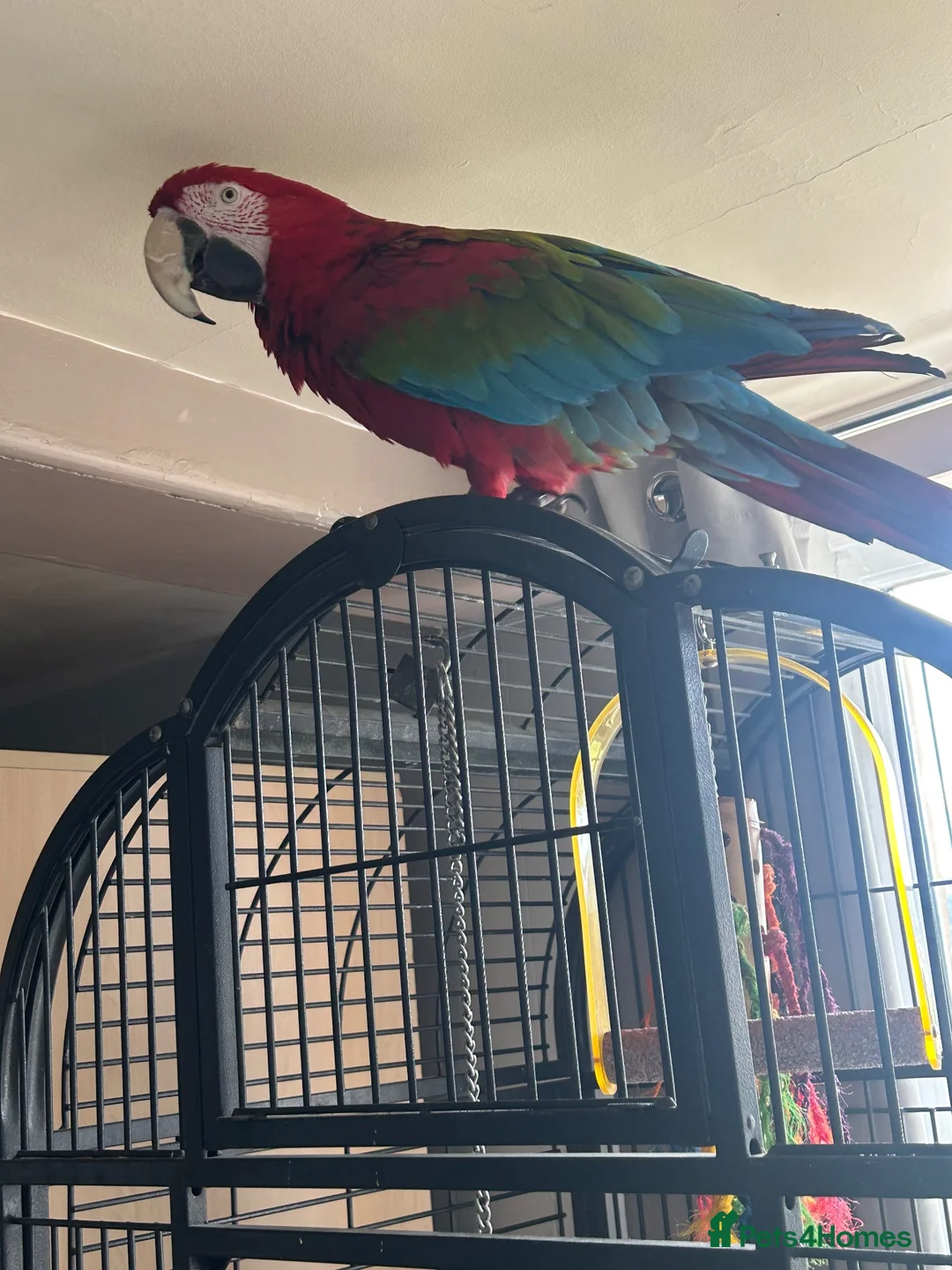 Macaws birds for sale: Macaw Greenwing  - Advert 2