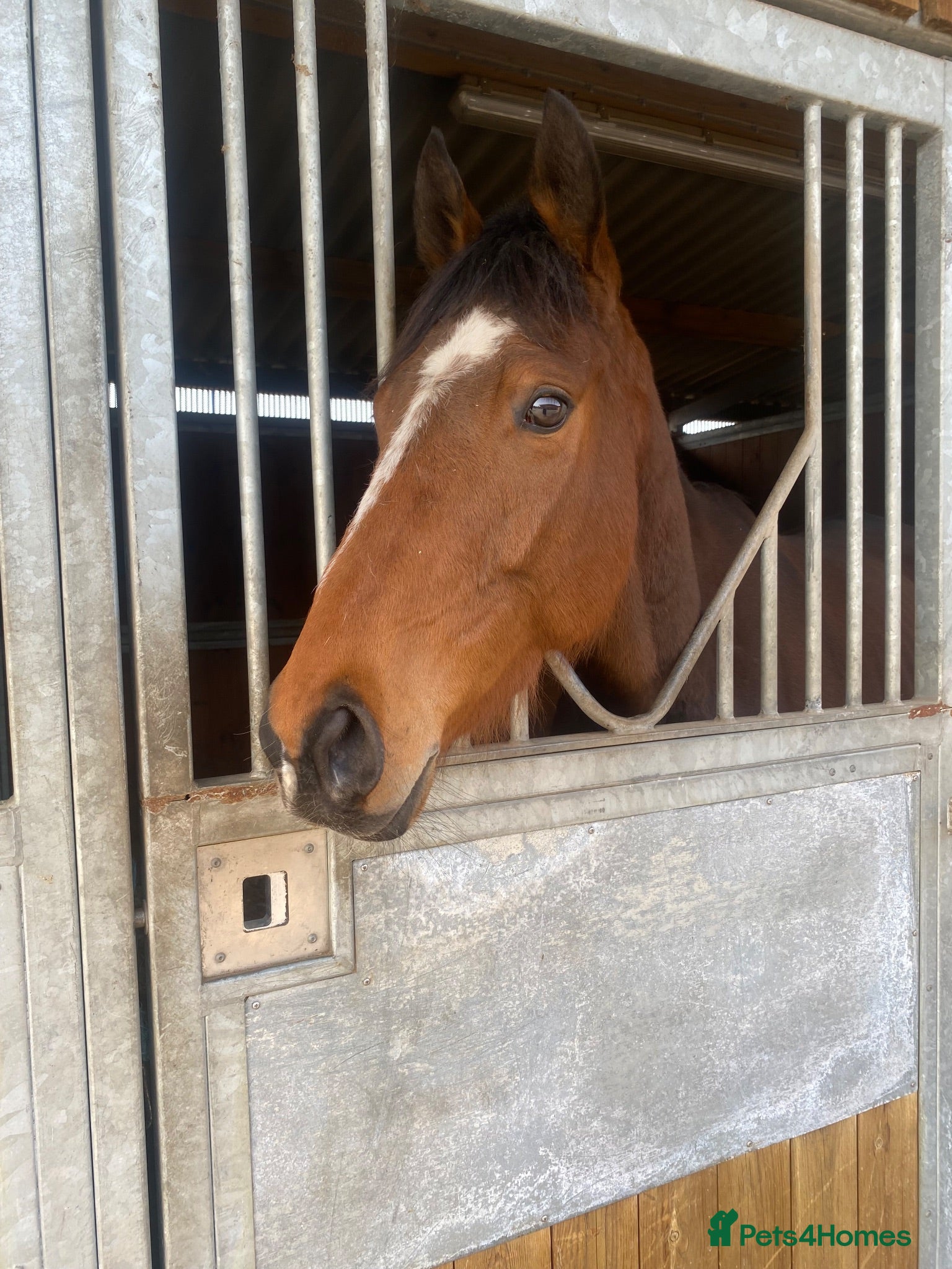 Irish Thoroughbred horses 16hh 5year old tb bay friendliest horse around  - Advert 2